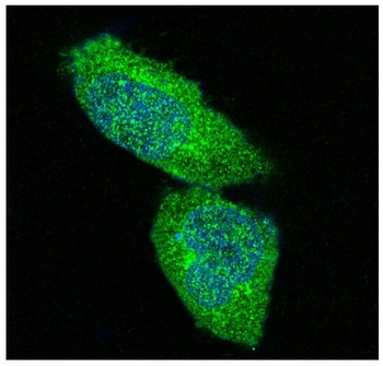 Anti-ERK1/2 MAPK3 Rabbit Monoclonal Antibody