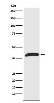 Anti-ERK1 MAPK3 Rabbit Monoclonal Antibody