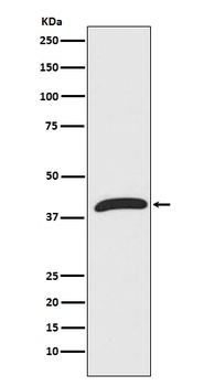 ERK1 MAPK3 Rabbit Monoclonal Antibody