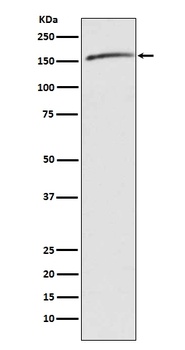 Anti-Drosha Rabbit Monoclonal Antibody