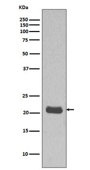 GTPase HRAS Rabbit Monoclonal Antibody
