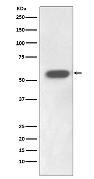 Anti-IRF7 Rabbit Monoclonal Antibody