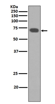 Anti-YAP1/Yap Rabbit Monoclonal Antibody