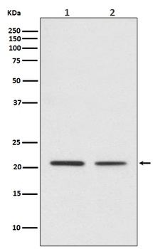 CDC42 Rabbit Monoclonal Antibody