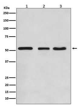 KLF4/Gklf Rabbit Monoclonal Antibody