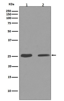 Cleaved PARP PARP1 Rabbit Monoclonal Antibody