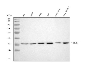 Anti-PCNA Rabbit Monoclonal Antibody