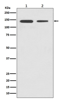 Anti-CTCF Rabbit Monoclonal Antibody