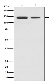 CTCF Rabbit Monoclonal Antibody