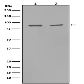 Anti-MMP9 Rabbit Monoclonal Antibody