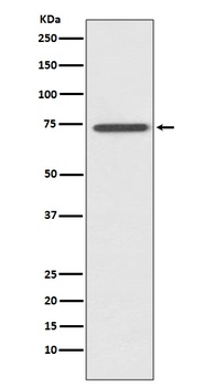 Anti-RIP RIPK1 Rabbit Monoclonal Antibody