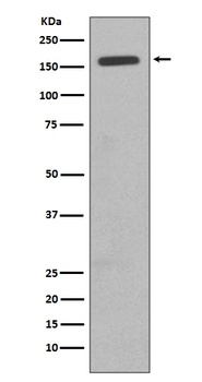 Anti-CD11b ITGAM Rabbit Monoclonal Antibody