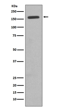 CD11b ITGAM Rabbit Monoclonal Antibody