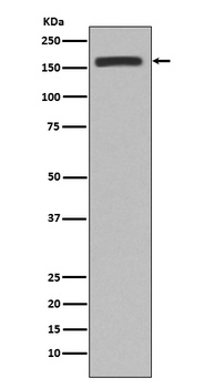 CD11b ITGAM Rabbit Monoclonal Antibody