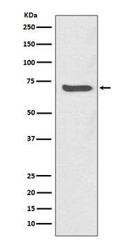 Anti-SHP2 PTPN11 Rabbit Monoclonal Antibody