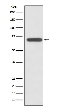 Anti-SHP2 PTPN11 Rabbit Monoclonal Antibody