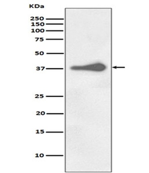 Anti-Nanog Rabbit Monoclonal Antibody