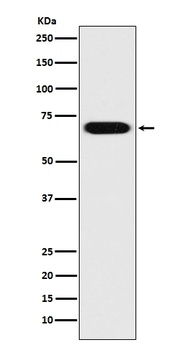 Anti-PRC1 Rabbit Monoclonal Antibody
