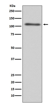 Anti-C3/Complement C3 Rabbit Monoclonal Antibody
