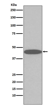 Oct4 POU5F1 Rabbit Monoclonal Antibody