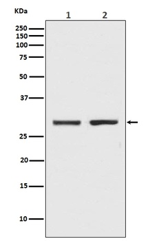 Bcl-XL BCL2L1 Rabbit Monoclonal Antibody