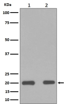 Anti-Bax Rabbit Monoclonal Antibody