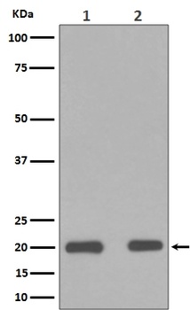 Bax Rabbit Monoclonal Antibody