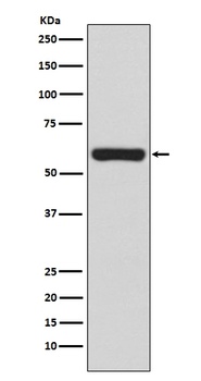 Anti-TRAF6 Rabbit Monoclonal Antibody