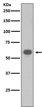 Anti-TRAF6 Rabbit Monoclonal Antibody