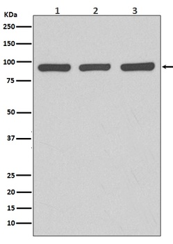 Anti-Argonaute 2 AGO2 Rabbit Monoclonal Antibody