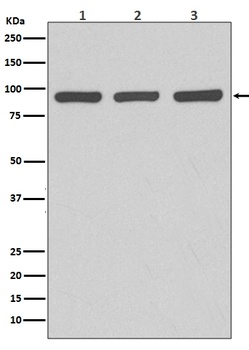 Argonaute 2 AGO2 Rabbit Monoclonal Antibody