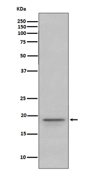 Anti-Myelin Basic Protein MBP Rabbit Monoclonal Antibody