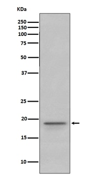 Myelin Basic Protein MBP Rabbit Monoclonal Antibody