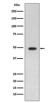 Anti-GFAP Rabbit Monoclonal Antibody