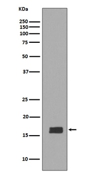 Anti-alpha + beta Synuclein SNCA Rabbit Monoclonal Antibody
