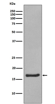 Alpha Synuclein SNCA Rabbit Monoclonal Antibody