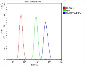 BRG1 SMARCA4 Antibody (monoclonal, 3F4)
