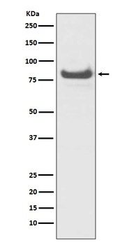 TNFAIP3/A20 Rabbit Monoclonal Antibody