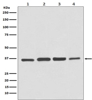 Anti-GAPDH Rabbit Monoclonal Antibody