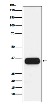 HLA-DQA1 Monoclonal Antibody