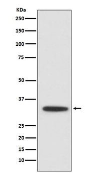 XBP1 Rabbit Monoclonal Antibody
