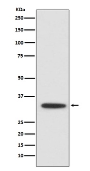 Anti-XBP1 Rabbit Monoclonal Antibody