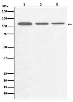 PGC1 alpha PPARGC1A Rabbit Monoclonal Antibody