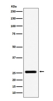 Anti-FADD Monoclonal Antibody