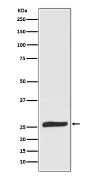 Anti-FADD Monoclonal Antibody