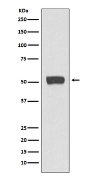 Anti-ATG5/Apg5 Rabbit Monoclonal Antibody