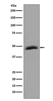 Anti-Aurora A AURKA Rabbit Monoclonal Antibody