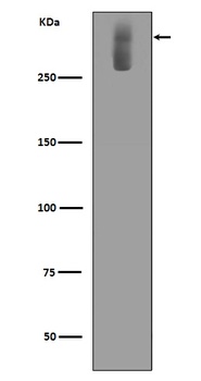 Anti-Ki67 MKI67 Rabbit Monoclonal Antibody