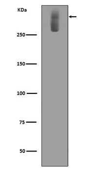 Ki67 MKI67 Rabbit Monoclonal Antibody