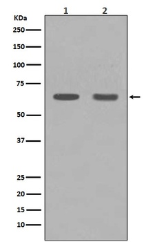 HDAC1 Rabbit Monoclonal Antibody